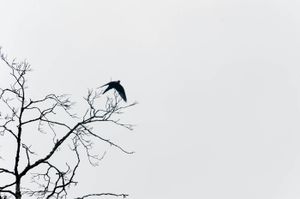 Mourning Dove
