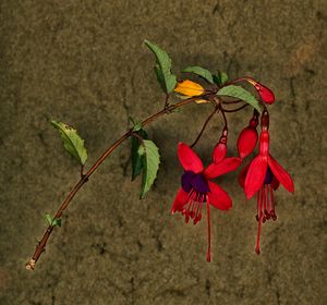 Fuchsia 2