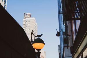 Birds