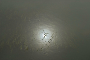 Sun, Rockweed, Fog