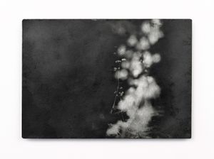 Elegy (Forest Light)