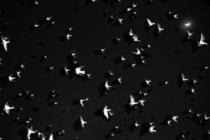 They Came For The Flower, Solo, 2016