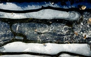 Ice Siskind, Hegewisch Marsh, Calumet, 2007