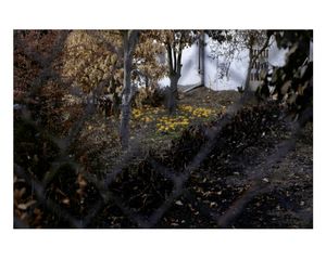 Portraits of a fire / Retratos de un incendio