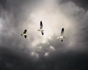 Flight, 40 x 50 inches, c-print, 2009         © Marisa Portolese