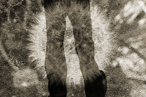 My Shadow