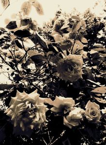 Roses 3