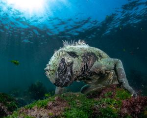 SeaWater Dragon