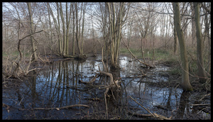 Point Peele Bog