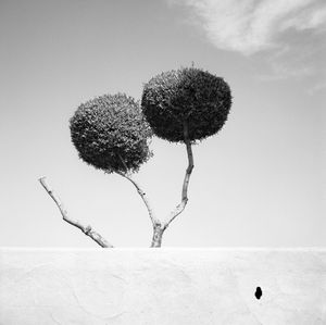 Trichotomy  © David Paul Bayles