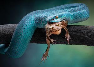 Blue Insularis 8