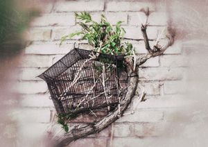 Elvira's Cage