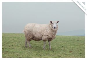 The Lamb, 2013