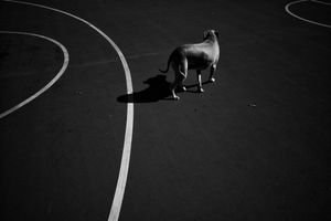 I walk in the shadows so others may see the light_No.5