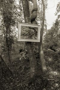 Lines In Nature #10