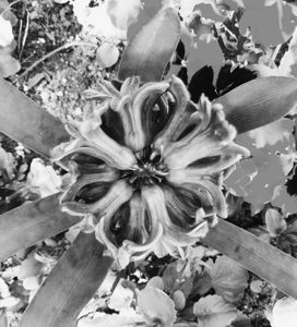 Hyacinth 2