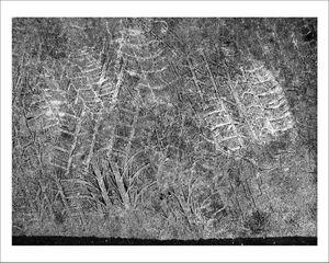 TRACES-PARIS - La forêt de glace