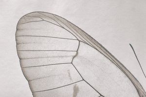 WHITE [ABSENCE] - Memories with butterfly wings