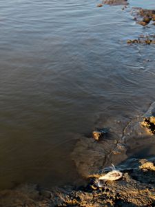Rising ocean level