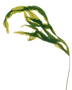 flor 04