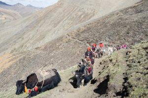 Every year the Dolpo-pa pack all necessary belongings and travel with yak caravans high into the mountains, where they will stay for more than a month searching for yartsa gunbu. Upper Dolpo, Nepal, June 2017.