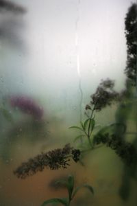 Opacity