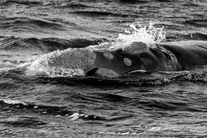 Whale BYN