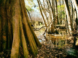 Saw palmetto swamp 1