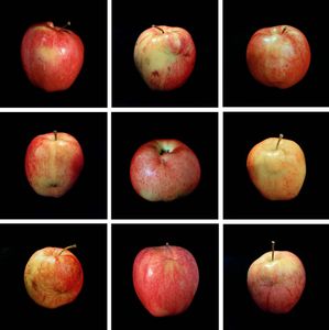 Genetic Traits (Lot 4135), 2003, chromogenic prints, Edition of 3 © Cynthia Greig