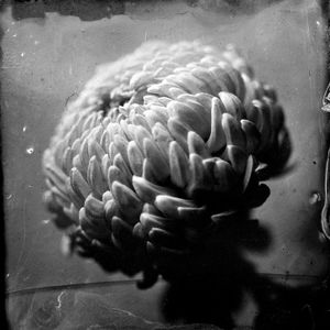 Chrysanthemum