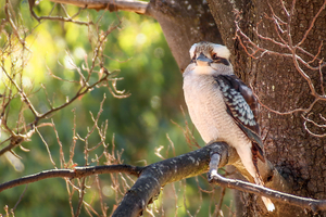 KOOKABURRA ON A TREE