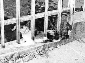 Athens Cats_8