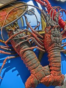 Plastic Lobsters