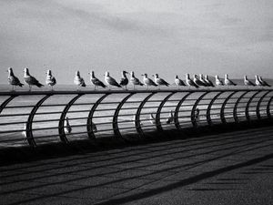 The Birds