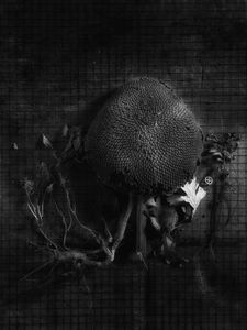 winner of photography awards