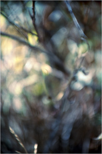 In a Landscape #1