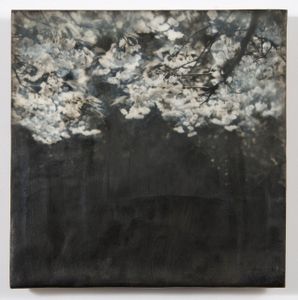 Cherry Blossoms, 2012