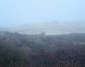 Dune