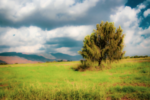 TREE IN A FIELD