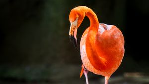 Flamingo