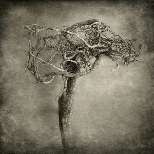 root© Gary