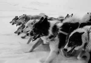 A team of 11 dogs, sea ice travel