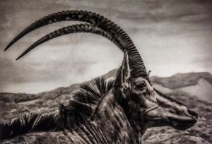 Epitaphs / Silent Stories/Hippotragus Niger