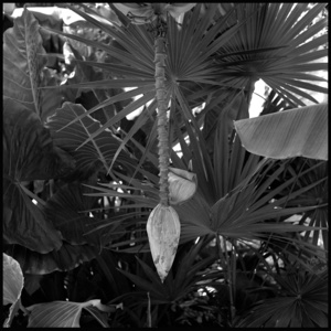 Banana plant