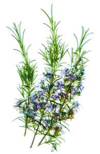 Rosemary x 3