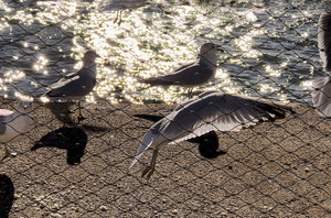 Pecking Party