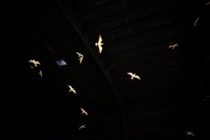 Gulls