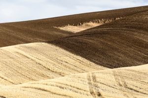 Palouse, WA. Study #49                             (46,45.9994N - 117,30.7342W