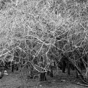 yo me perdi a los 12 en el bosque. sigo deambulando.
