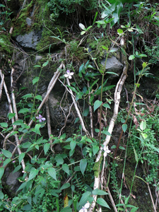 untitled, Old Pali Highway, Oahu 2019-20